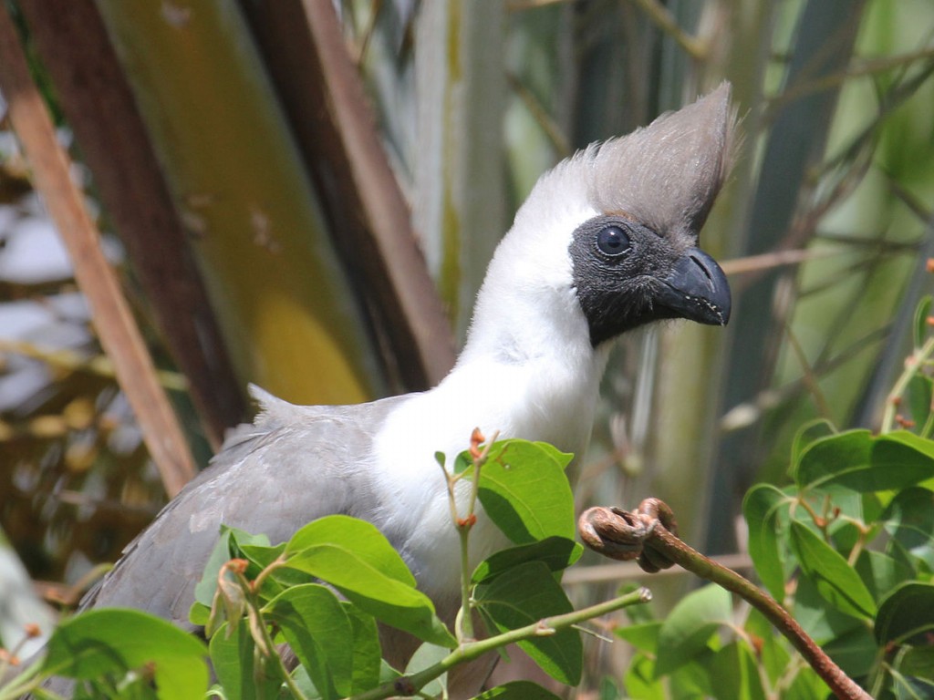 turaco-mascarado