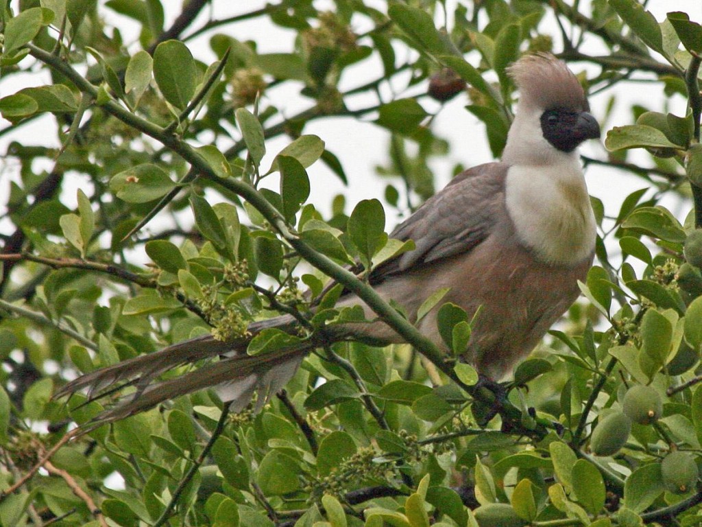 turaco-mascarado