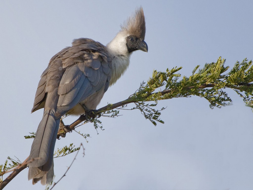 turaco-mascarado