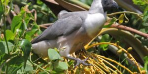 turaco-mascarado