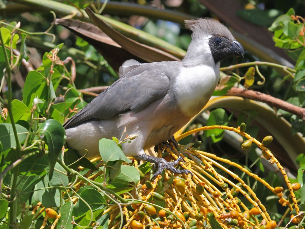 turaco-mascarado