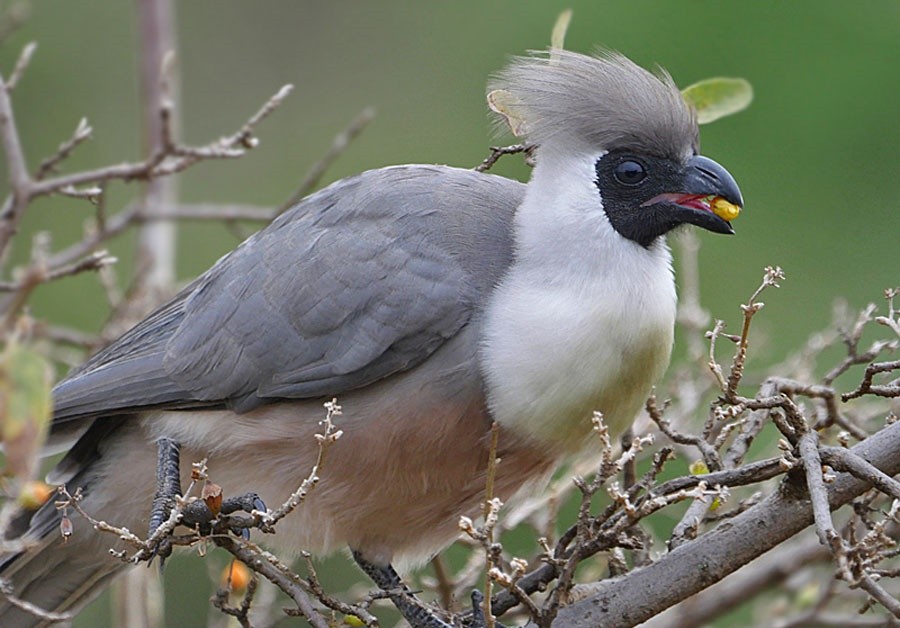 turaco-mascarado