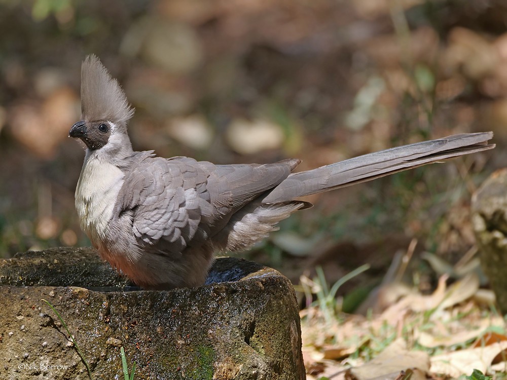 turaco-mascarado