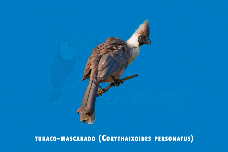 turaco-mascarado (corythaixoides personatus)