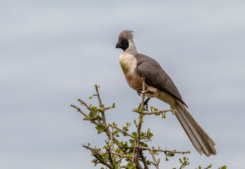 turaco-mascarado