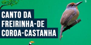 Canto da Freirinha-de-coroa-castanha