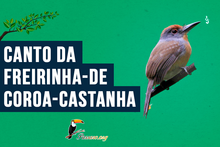 Canto da Freirinha-de-coroa-castanha