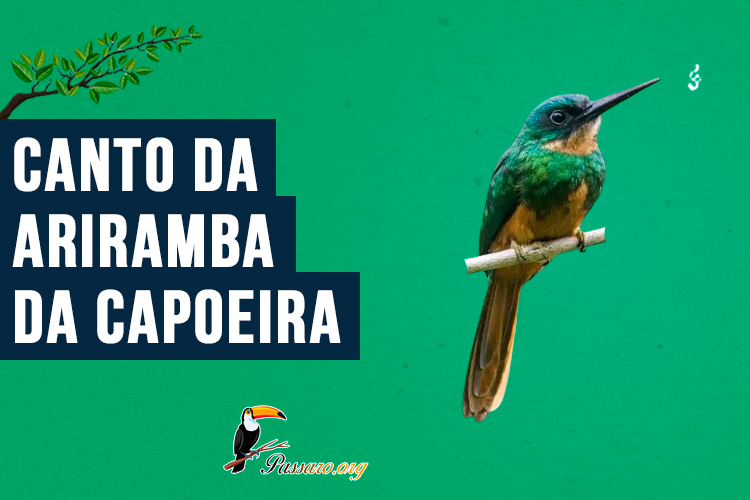 Canto da ariramba-da-capoeira