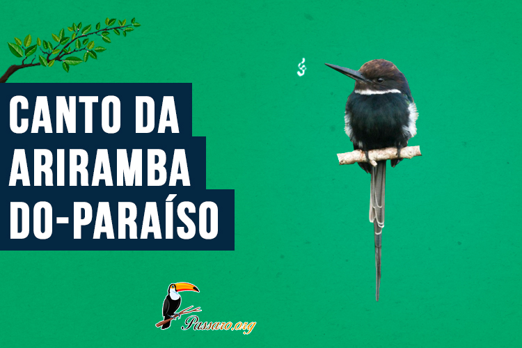 Canto da ariramba-do-paraíso