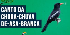 Canto da chora-chuva-de-asa-branca