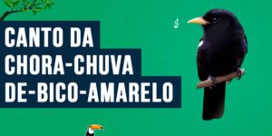 Canto da chora-chuva-de-bico-amarelo