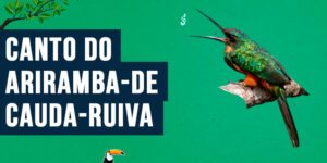 Canto do Ariramba-de-cauda-ruiva