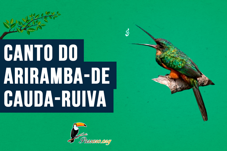 Canto do Ariramba-de-cauda-ruiva