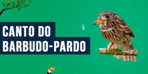 Canto do Barbudo-pardo