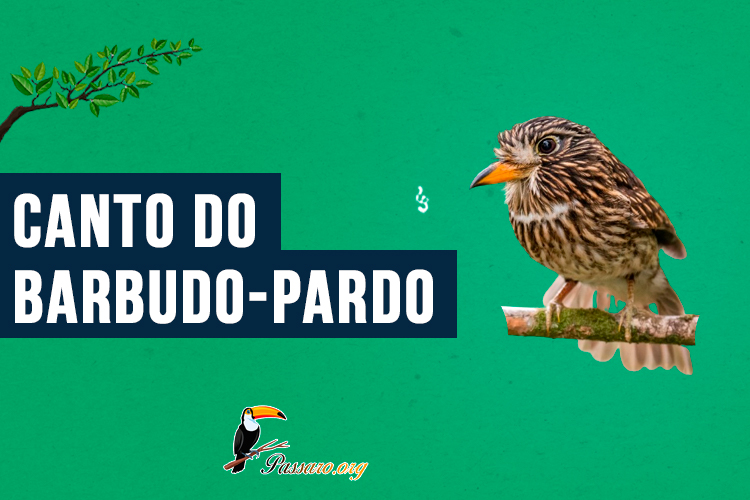 Canto do Barbudo-pardo