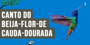 Canto do Beija-flor-de-cauda-dourada