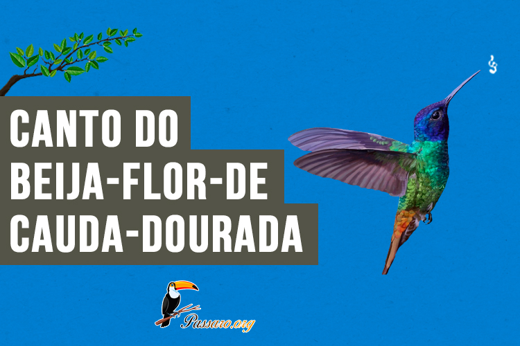 Canto do Beija-flor-de-cauda-dourada