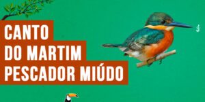 Canto do martim-pescador-miúdo