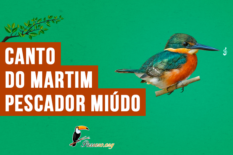 Canto do martim-pescador-miúdo