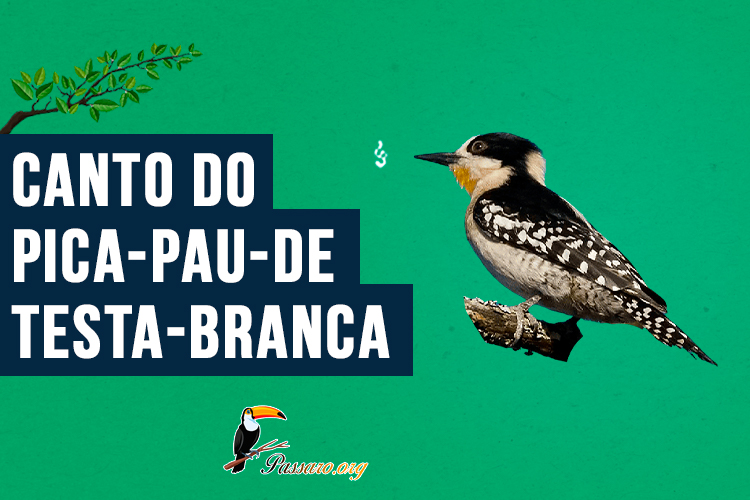 Canto do Pica-pau-de-testa-branca