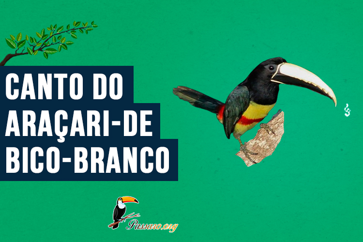 Canto do araçari-de-bico-branco