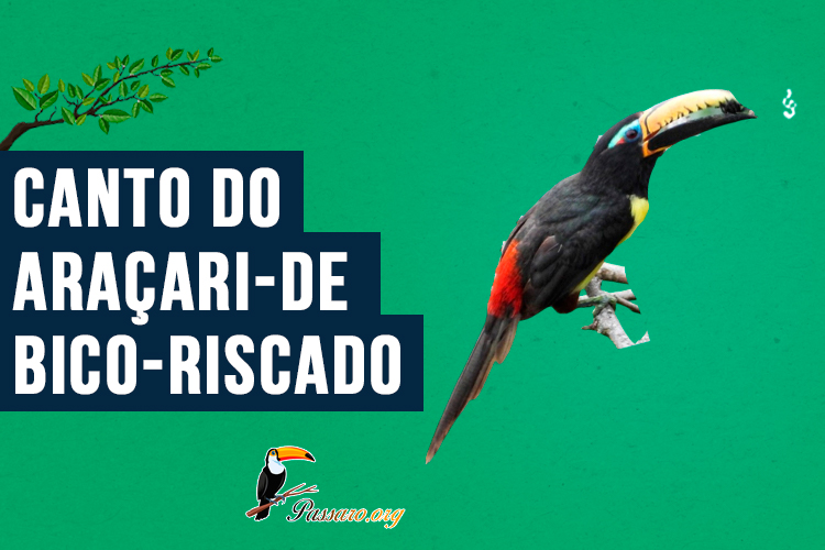 Canto do araçari-de-bico-riscado