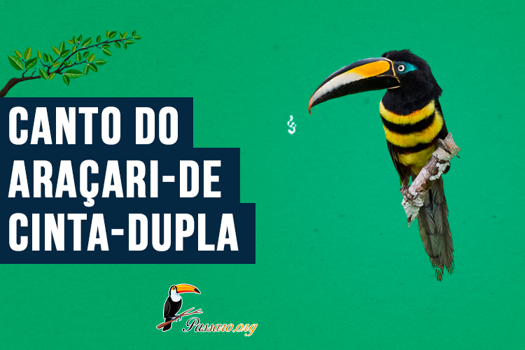 Canto do araçari-de-cinta-dupla