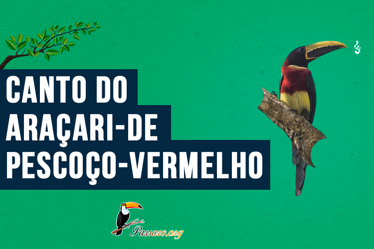 Canto do araçari-de-pescoço-vermelho