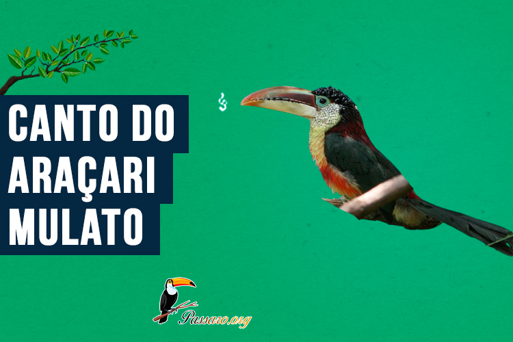 Canto do araçari-mulato