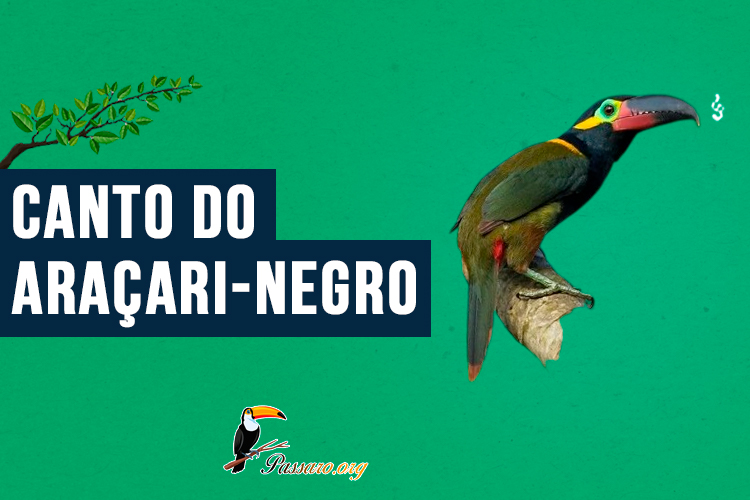 Canto do araçari-negro