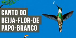 Canto do beija-flor-de-papo-branco