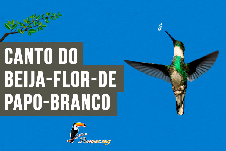 Canto do beija-flor-de-papo-branco