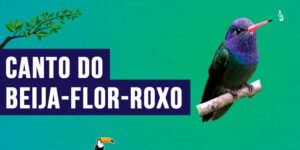 Canto do beija-flor-roxo