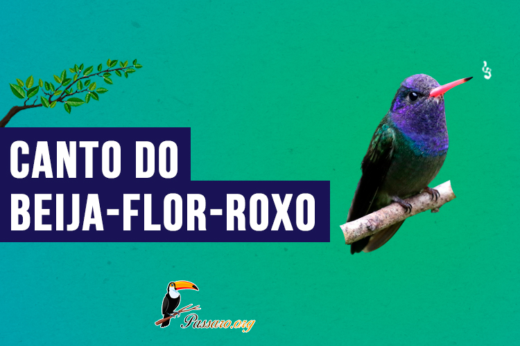 Canto do beija-flor-roxo