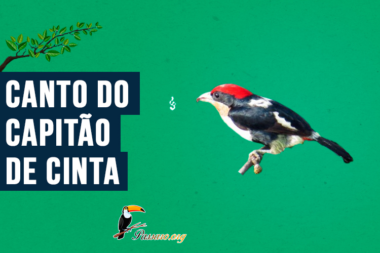 Canto do capitão-de-cinta