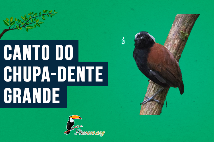 canto do chupa-dente-grande