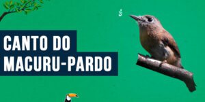 Canto do macuru-pardo