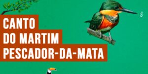 Canto do martim-pescador-da-mata