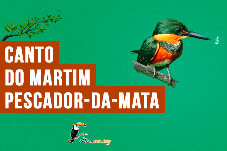 Canto do martim-pescador-da-mata