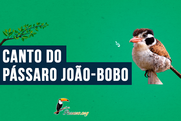 Canto do passaro joão-bobo