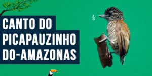 Canto do picapauzinho-do-amazonas