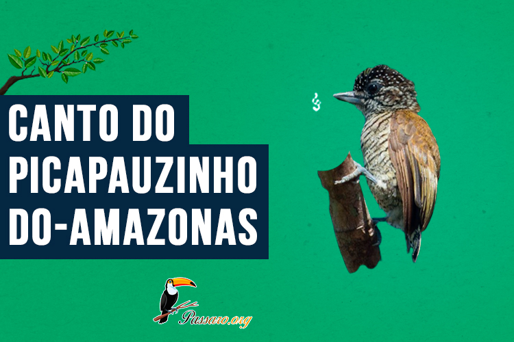 Canto do picapauzinho-do-amazonas