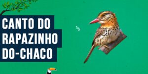 Canto do rapazinho-do-chaco (1)