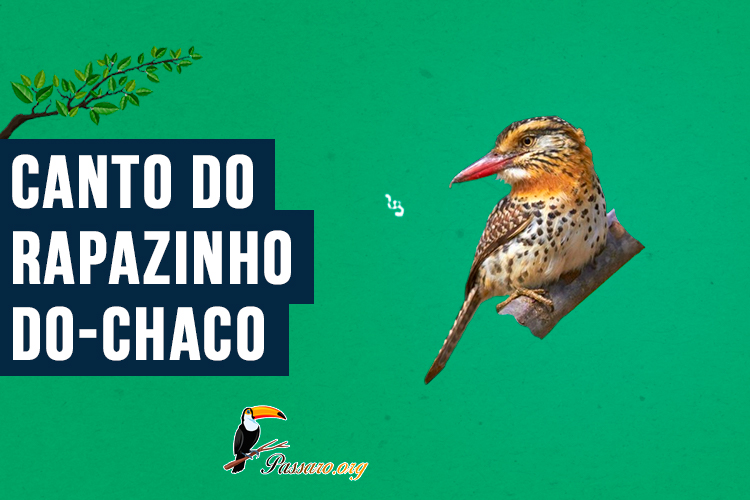 Canto do rapazinho-do-chaco (1)