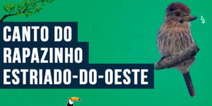 Canto do rapazinho-estriado-do-oest