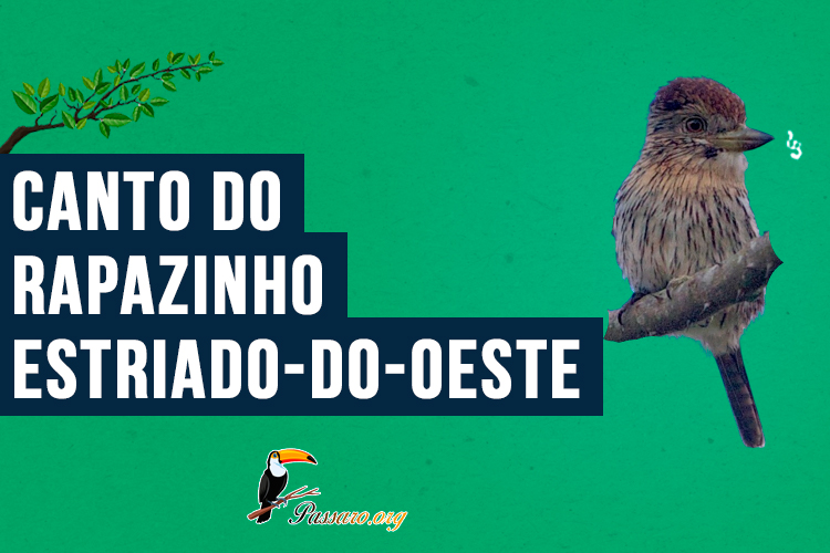 Canto do rapazinho-estriado-do-oest