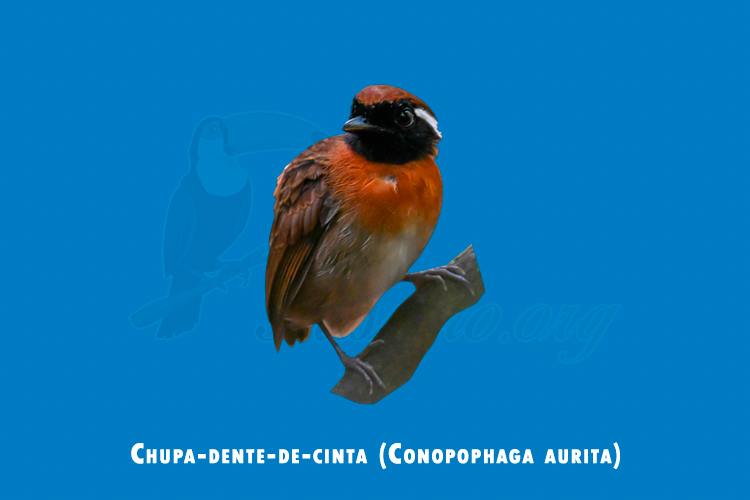 Chupa-dente-de-cinta (Conopophaga aurita)