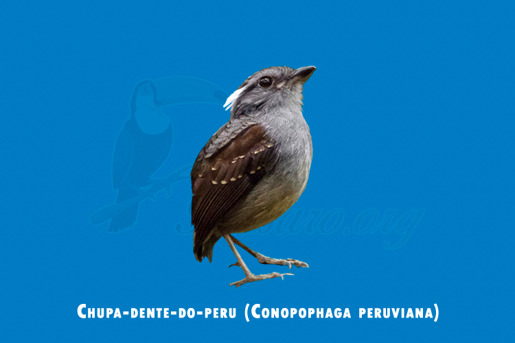 chupa-dente-do-peru (Conopophaga peruviana)