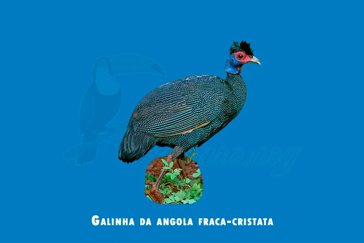 Galinha-d’angola Fraca-Cristata