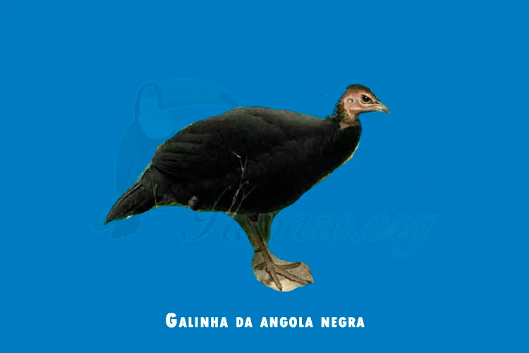 Galinha-d’angola Negra